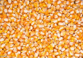 Dried Corn